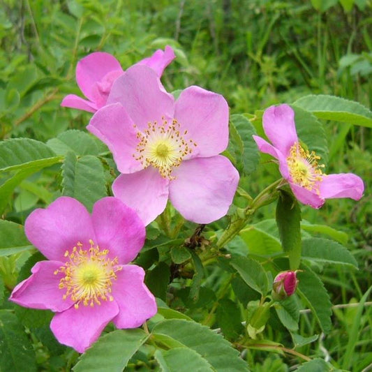 The Kerry Wood Nature Centre